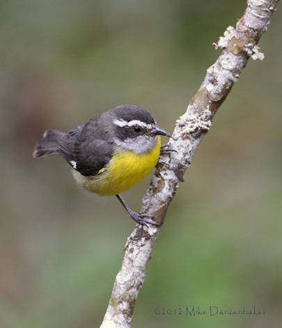 Bananaquit (Coereba flaveola) photo