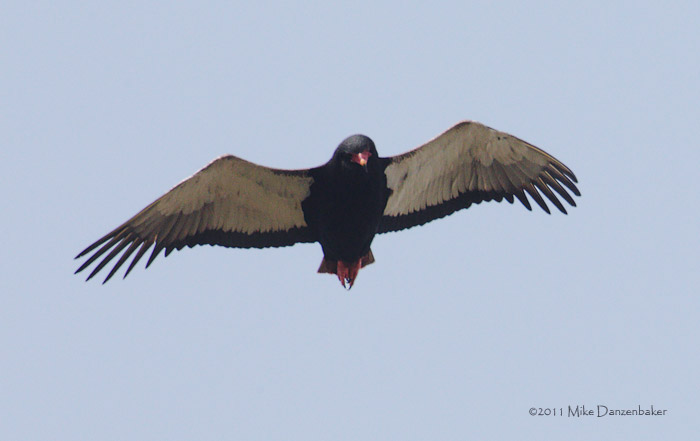 Bateleur (Terathopius ecaudatus) photo