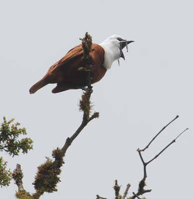 Three-wattled Bellbird (Procnias tricarunculata) photo