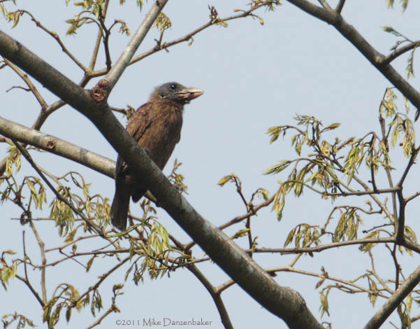 Naked-faced Barbet (Gymnobucco calvus) photo