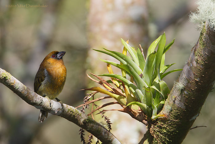 Prong-billed Barbet (Semnornis frantzii) photo