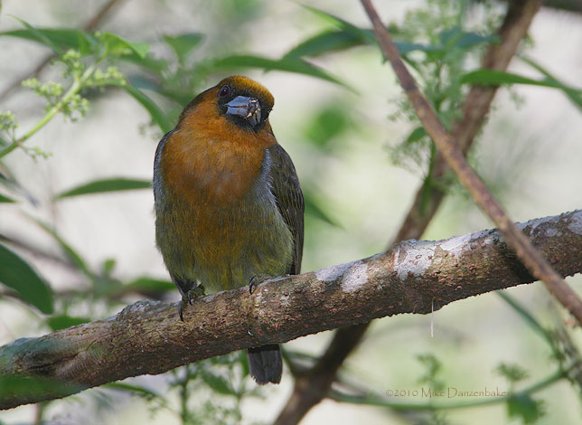 Prong-billed Barbet (Semnornis frantzii) photo