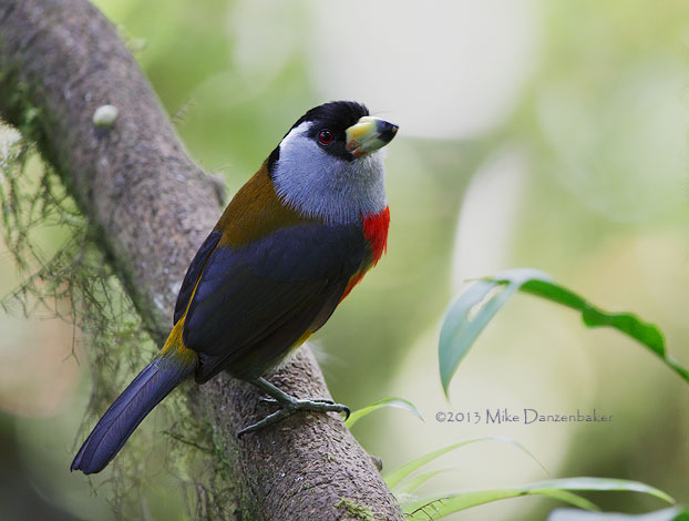Toucan Barbet (Semnornis ramphastinus) photo
