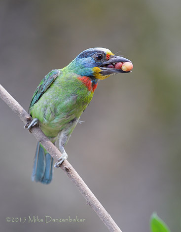 Taiwan Barbet (Megalaima nuchalis) photo