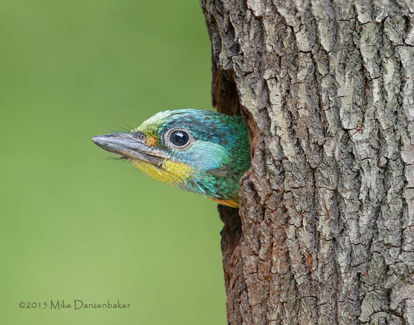 Taiwan Barbet (Megalaima nuchalis) photo
