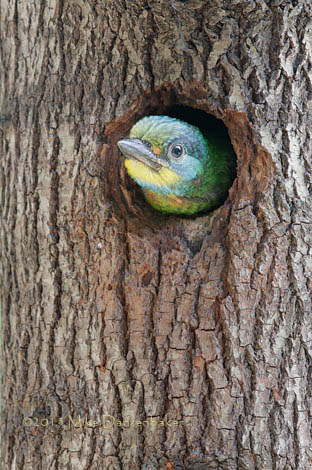 Taiwan Barbet (Megalaima nuchalis) photo