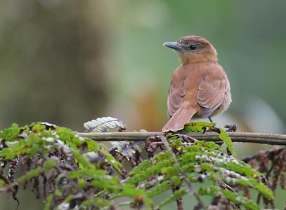 Cinnamon Becard (Pachyramphus cinnamomeus) photo