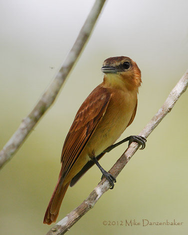 Cinnamon Becard (Pachyramphus cinnamomeus) photo