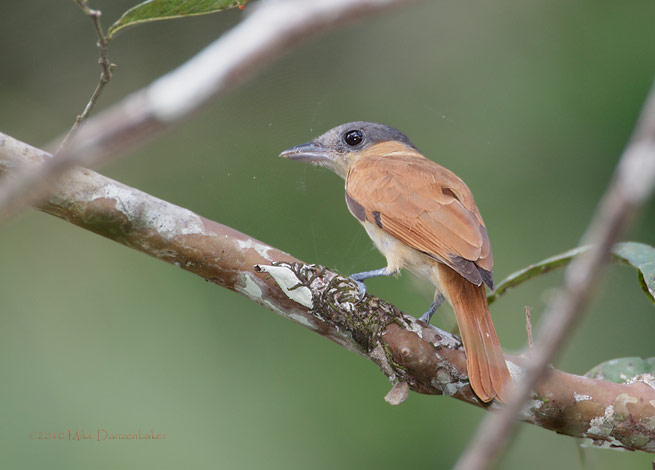Rose-throated Becard (Pachyramphus aglaiae) photo