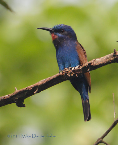 Blue-headed Bee-eater (Merops muelleri) photo