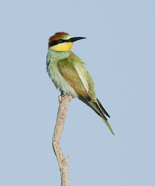 European Bee-eater (Merops apiaster) photo