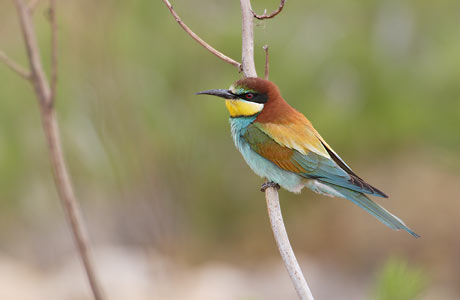 European Bee-eater (Merops apiaster) photo