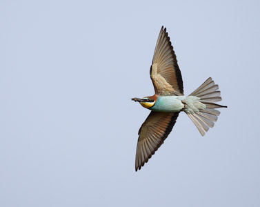 European Bee-eater (Merops apiaster) photo