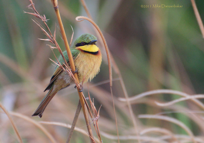 Little Bee-eater (Merops pusillus) photo