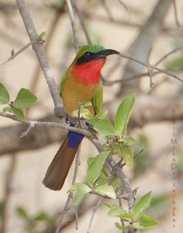Red-throated Bee-eater (Merops bulocki) photo