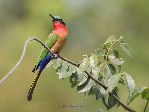 Red-throated Bee-eater (Merops bulocki) photo
