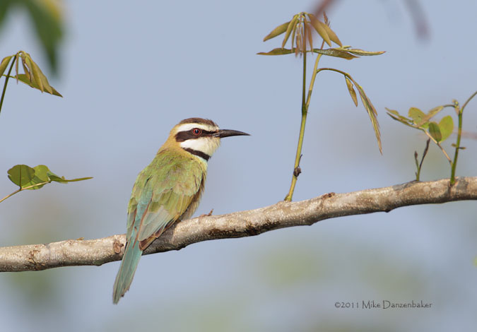 White-throated Bee-eater (Merops albicollis) photo