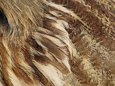 American Bittern (Botaurus lentiginosus) photo