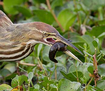 American Bittern (Botaurus lentiginosus) photo