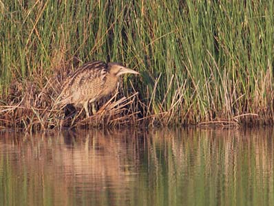 Great Bittern (Botaurus stellaris) photo