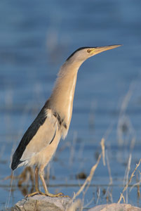 Little Bittern (Ixobrychus minutus) photo image