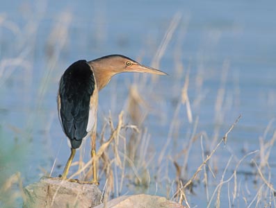 Little Bittern (Ixobrychus minutus) photo image