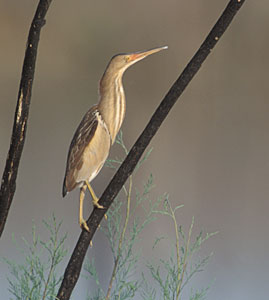 Little Bittern (Ixobrychus minutus) photo image