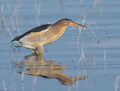 Little Bittern (Ixobrychus minutus) photo image