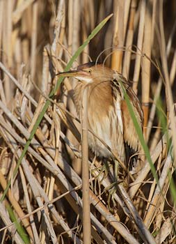 Little Bittern (Ixobrychus minutus) photo