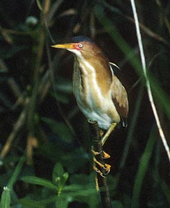 Least Bittern (Ixobrychus exilis) photo