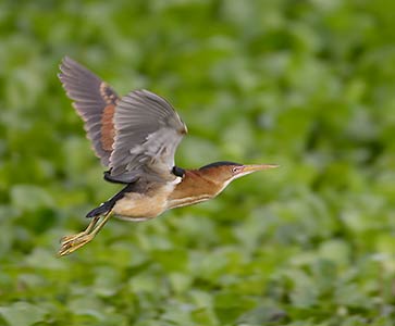 Least Bittern (Ixobrychus exilis) photo