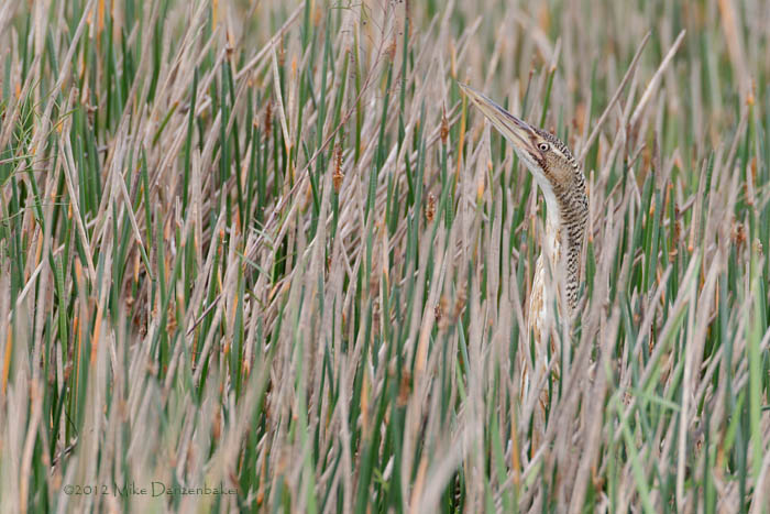 Pinnated Bittern (Botaurus pinnatus) photo