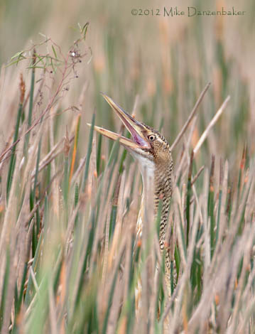 Pinnated Bittern (Botaurus pinnatus) photo
