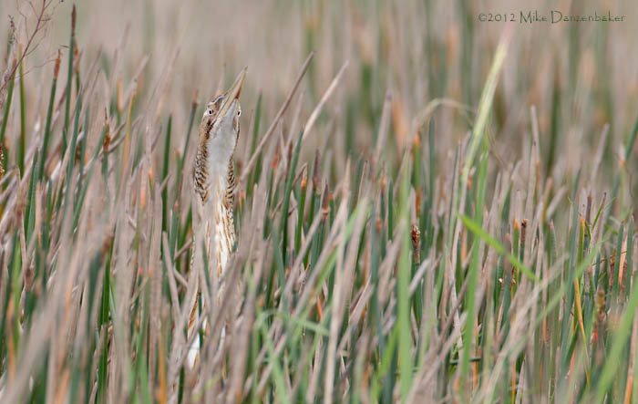 Pinnated Bittern (Botaurus pinnatus) photo