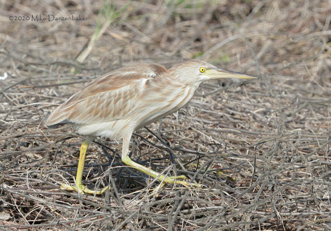 Yellow Bittern (Ixobrychus sinensis) photo