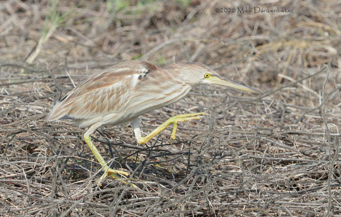 Yellow Bittern (Ixobrychus sinensis) photo