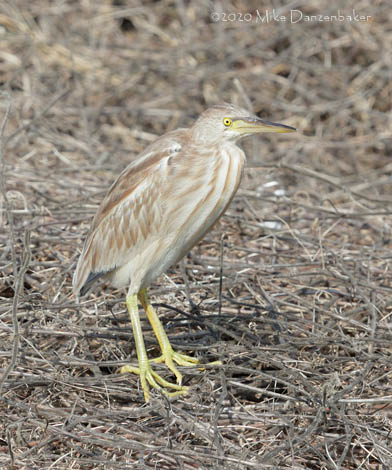 Yellow Bittern (Ixobrychus sinensis) photo