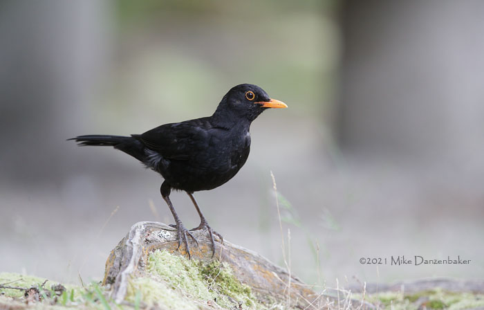 Common Blackbird (Turdus merula) photo