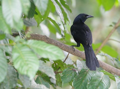 Melodious Blackbird (Dives dives) photo