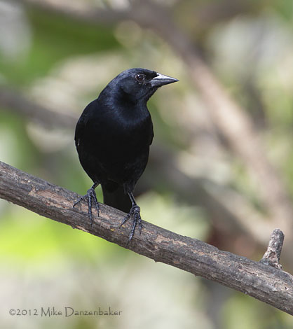 Scrub Blackbird (Dives warczewiczi) photo