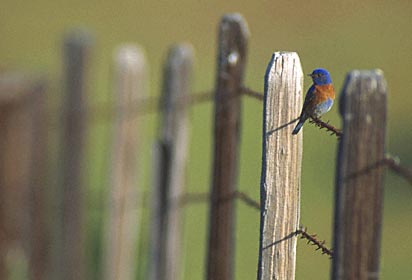 Western Bluebird (Sialia mexicana) photo image