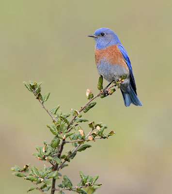 Western Bluebird (Sialia mexicana) photo
