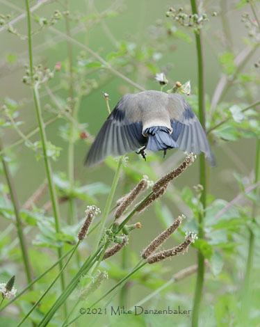 Azores Bullfinch (Pyrrhula murina) photo