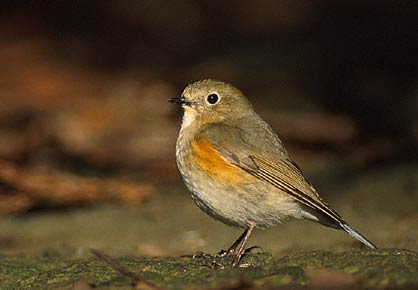 Red-flanked Bluetail (Tarsiger cyanurus) photo image
