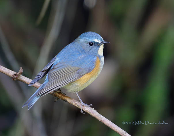 Red-flanked Bluetail (Tarsiger cyanurus) photo