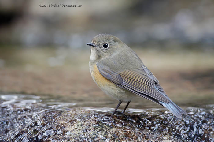 Red-flanked Bluetail (Tarsiger cyanurus) photo