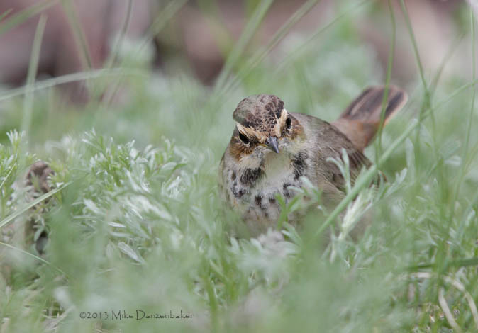 Bluethroat (Luscinia svecica) photo