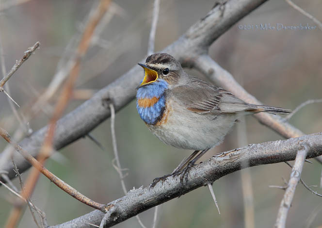 Bluethroat (Luscinia svecica) photo