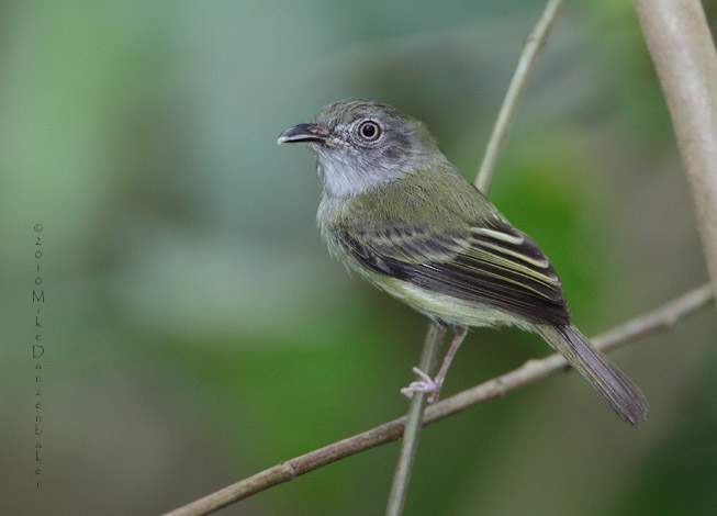 Northern Bentbill (Oncostoma cinereigulare) photo
