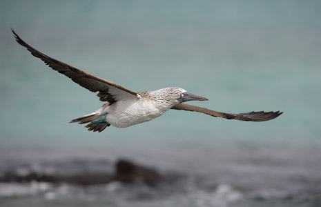Blue-footed Booby (Sula nebouxii) photo